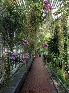 Orchids in a conservatory